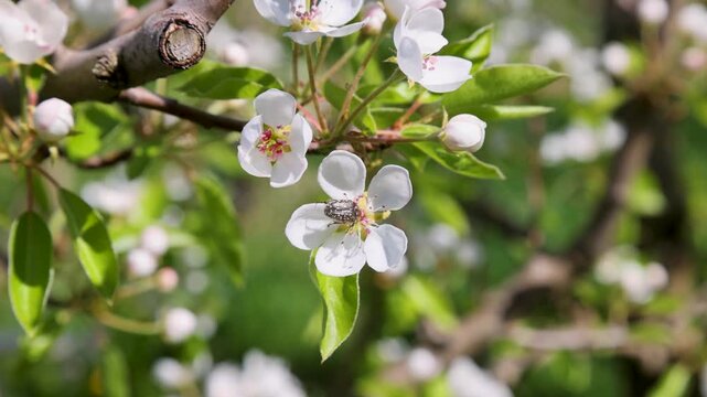 Close-up of white spring blossom with insect pollinator