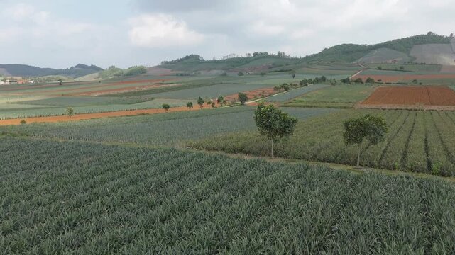 Aerial drone view of pineapple plantation rows in tropics