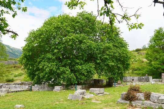 Ruins of the ancient shrine or holy house and the famous oak tree at Dodoni, Greece. Prophecies were made by listening to the sound of its leaves