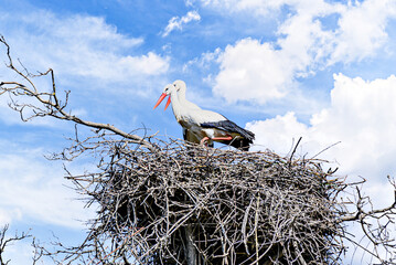 Fototapeta premium A white stork in the treetop with its nest at the Vallcalent Wildlife Center in Lleida, Catalonia, Spain.
