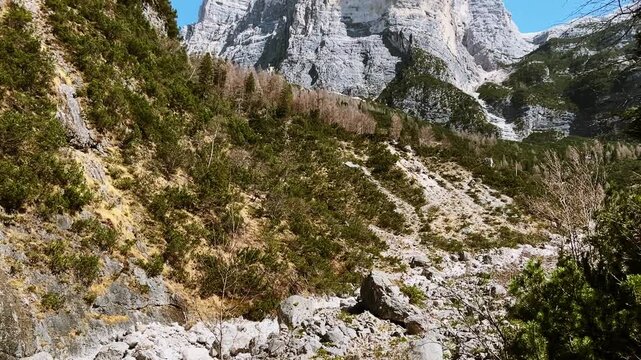 Drone ascending through larch forest revealing Torre Trieste and Civetta north wall, Dolomites