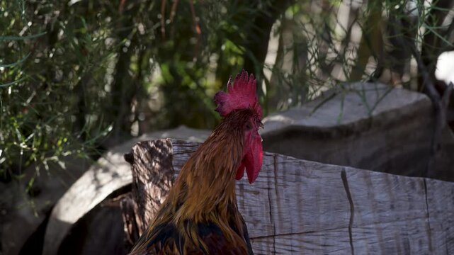 crowing Rooster looking at Camera, Rooster in the Farm, Video