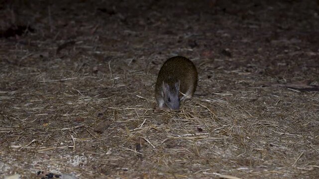 Bandicoot - small marsupial in search of food, short-nosed bandicoot, western brown bandicoot, Quenda, Perth, western australia, Video