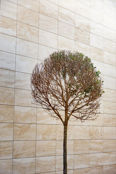 Solitary tree against a beige tiled building exterior