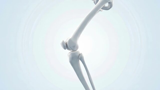 Looping animation of a 3D human knee joint bone structure rotating on a clean white background, showcasing skeletal anatomy, patella, femur, and tibia for medical education.
