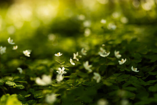 Spring forest wildflower bloom in soft sunlight bokeh