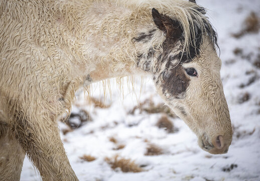 Icelandic horse in snowy field with wet winter coat