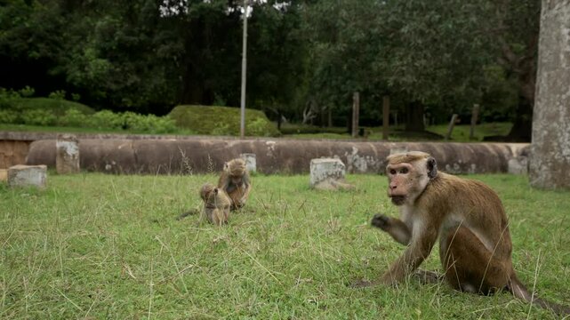 View of toque macaque monkey (Macaca sinica) on a sunny day, Mihintale, Sri Lanka, Asia