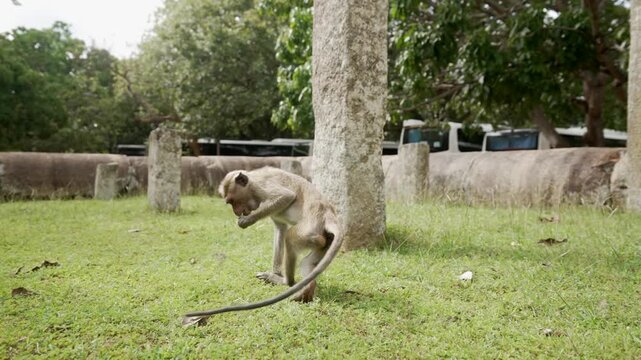 View of toque macaque monkey (Macaca sinica) on a sunny day, Mihintale, Sri Lanka, Asia