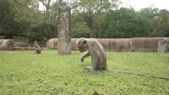View of toque macaque monkey (Macaca sinica) on a sunny day, Mihintale, Sri Lanka, Asia