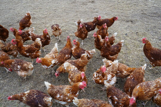 The selected brown hens are typical layers, often kept in free-range or organic systems. These breeds&mdash;such as Lohmann Brown or ISA Brown&mdash;are known for their high egg production. Kelheim - Germany. D