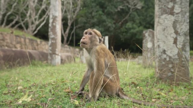 View of toque macaque monkey (Macaca sinica) on a sunny day, Mihintale, Sri Lanka, Asia