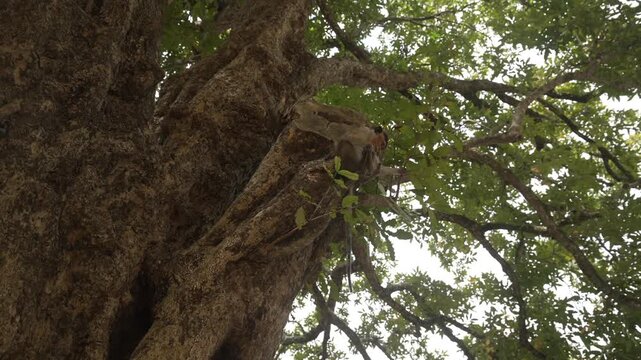 View of toque macaque monkey (Macaca sinica) on a sunny day, Mihintale, Sri Lanka, Asia