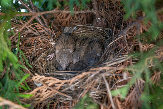 Common linnet chicks in the nest
