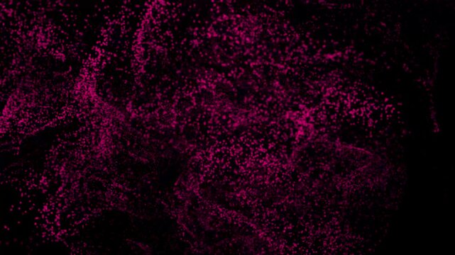 Close-up view of a purple octopus on a black background marine