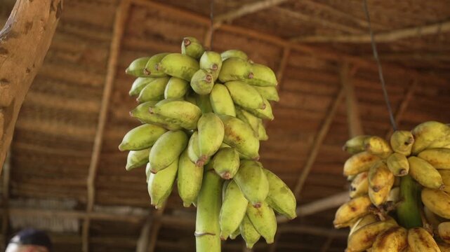 View of red bananas Rathambala (or Red Dacca) in Hiriwadunna Village near Dambulla, Matale District, Sri Lanka, Asia