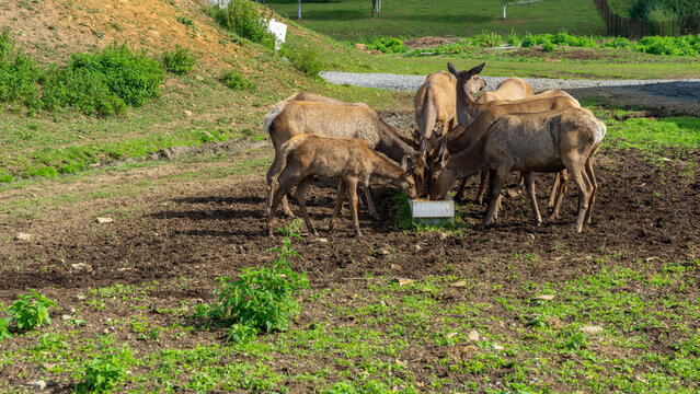 Adult deer eat grain from feeder on farm on sunny summer day. Cattle farming