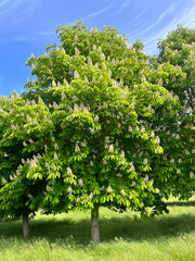Fototapeta premium ARBOLES DE CASTAÑO DE INDICAS AL AIRE LIBRE. AESCULUS HIPPÒCASTANUM.