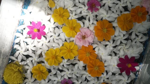 View of lotus and lily petals floating in water at Ranweli Spice Garden, Kawudupelella, Sri Lanka, Asia