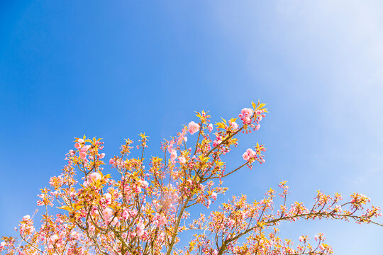 Pink blossom branches against clear blue spring sky background