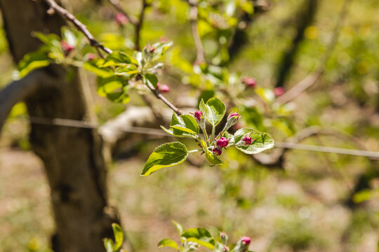 Spring apple blossom buds and green leaves on tree branch