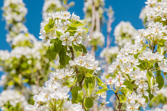Apple blossoms in spring orchard against blue sky background