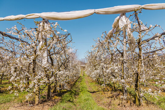 Apple blossom orchard rows in spring, Pergine Valsugana