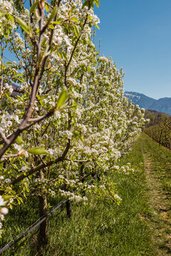Apple blossom plantation in spring near Pergine Valsugana