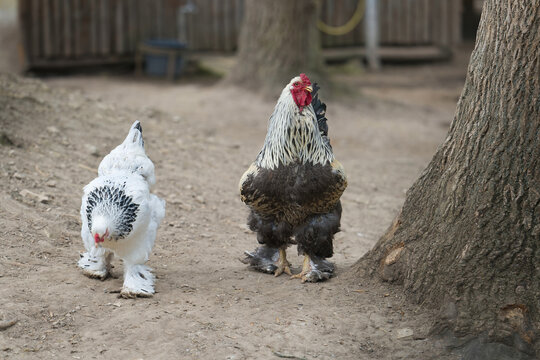 Brahma, Giant Brahma chickens are roaming around a farm, looking for food