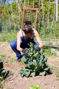 Woman tending leafy greens in rural garden for sustainability