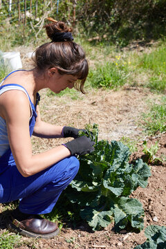 Woman tending leafy greens in a rural sustainable garden