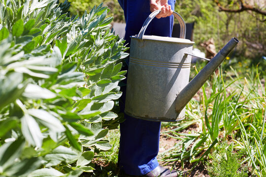 Woman watering rural garden for sustainable living