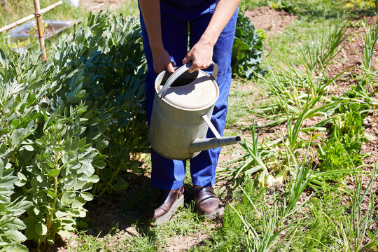 Woman watering rural vegetable garden for sustainable living