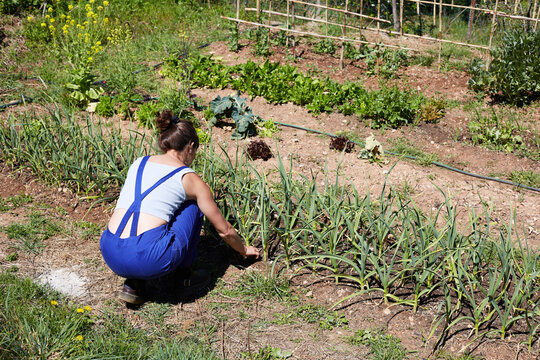 Woman tending vegetable garden in rural sustainable farm