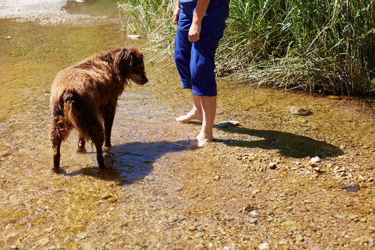 Woman and dog wading in shallow rural river on sunny day