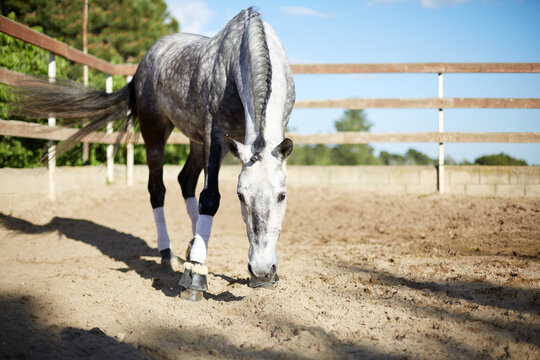Graceful horse in a sunny riding arena