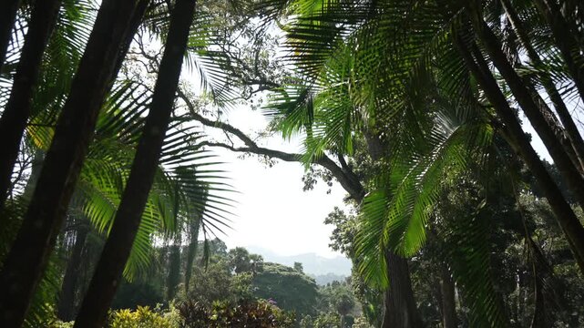 View of Royal Botanical Garden on a sunny day, Kandy, Peradeniya, Central Province, Sri Lanka, Asia