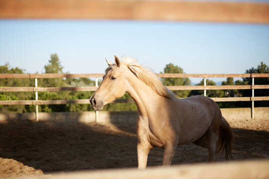 Palomino horse in outdoor paddock near stable fence