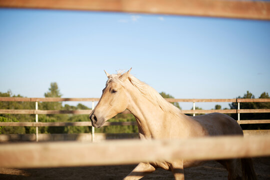 Palomino horse standing in paddock near stable fence