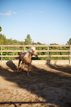Galloping horse in outdoor paddock near stable fence