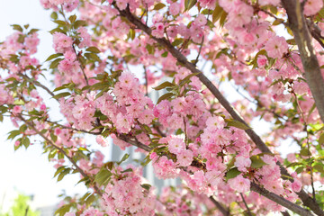 Naklejka premium blooming pink cherry blossom flowers on sakura tree. Soft focus floral background with delicate petals and warm sunlight. Springtime nature scene, romantic seasonal flowers in garden.