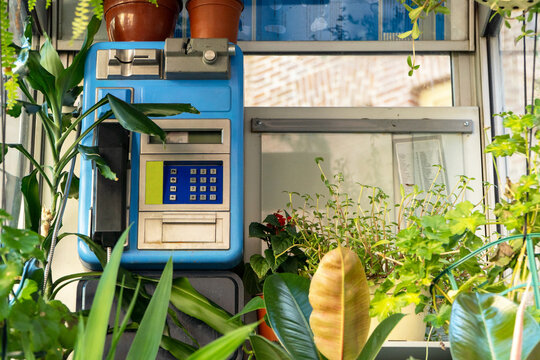 Tiny garden inside A vintage phone booth with lush plants