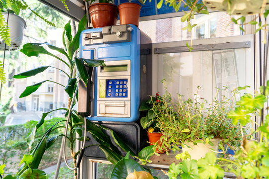 Tiny garden inside phone booth with vintage payphone