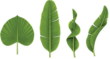 Tropical Green Banana Leaves and Palm Foliage Vector Set Isolated on White Background for Summer Patterns, Botanical Designs, and Exotic Backgrounds © MstRakha