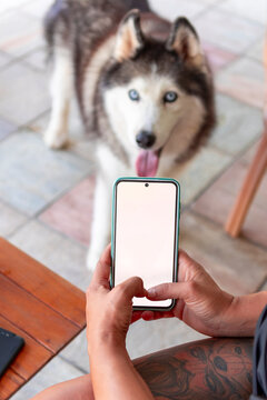 Person using smartphone with husky dog waiting indoors