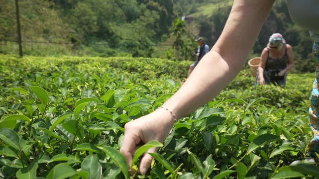 View of tourists tea picking in tea plantation at Kingswood Tea Factory, Ramboda, Sri Lanka, Asia