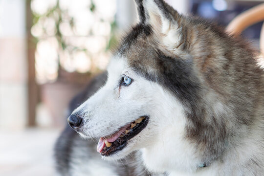 Side profile of a blue-eyed husky in soft summer light