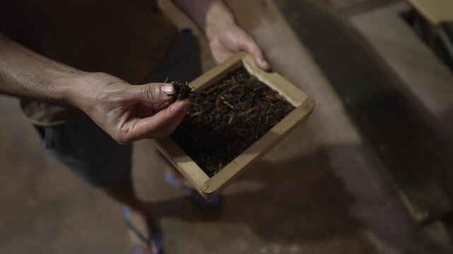 View of man holding tea leaves at Kingswood Tea Factory, Ramboda, Sri Lanka, Asia