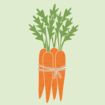 Raw vegan carrot bunch tied with twine, flat illustration