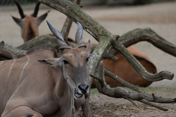 Greater Kudu Resting © Morten